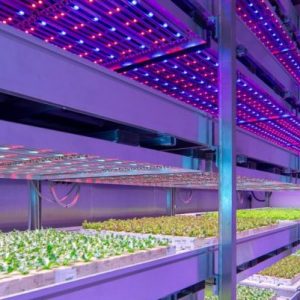 horticultural lighting